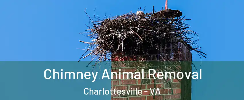 Chimney Animal Removal Charlottesville - VA