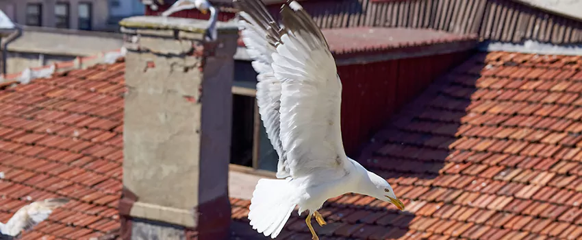 Residential Chimney Animal Removal Solution in Charlottesville, VA