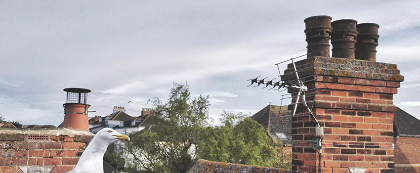 Chimney Cleaning And Restoration in Charlottesville, Virginia